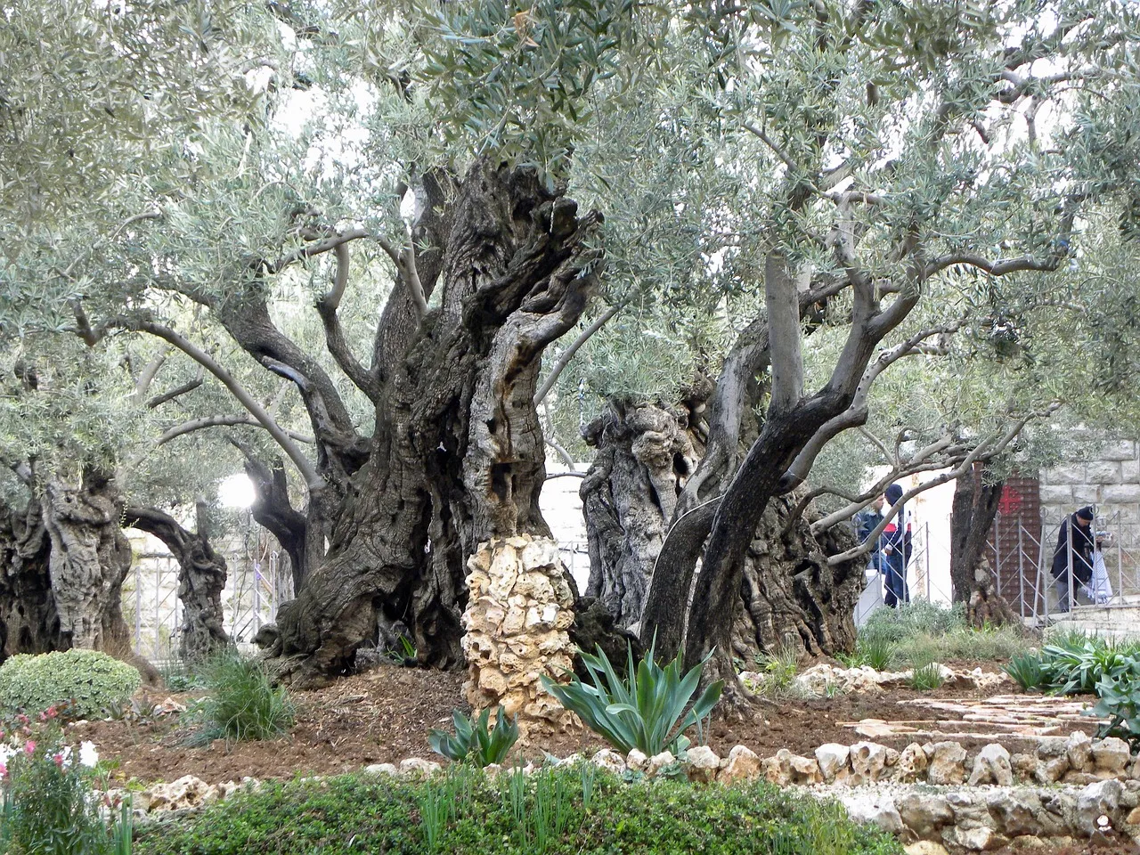 Ancient olive trees with thick, twisted trunks in the Garden of Gethsemane at the foot of the Mount of Olives in Jerusalem